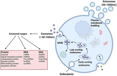 Exosomes as Efficient Nanocarriers in Osteosarcoma: Biological Functions and Potential Clinical Applications